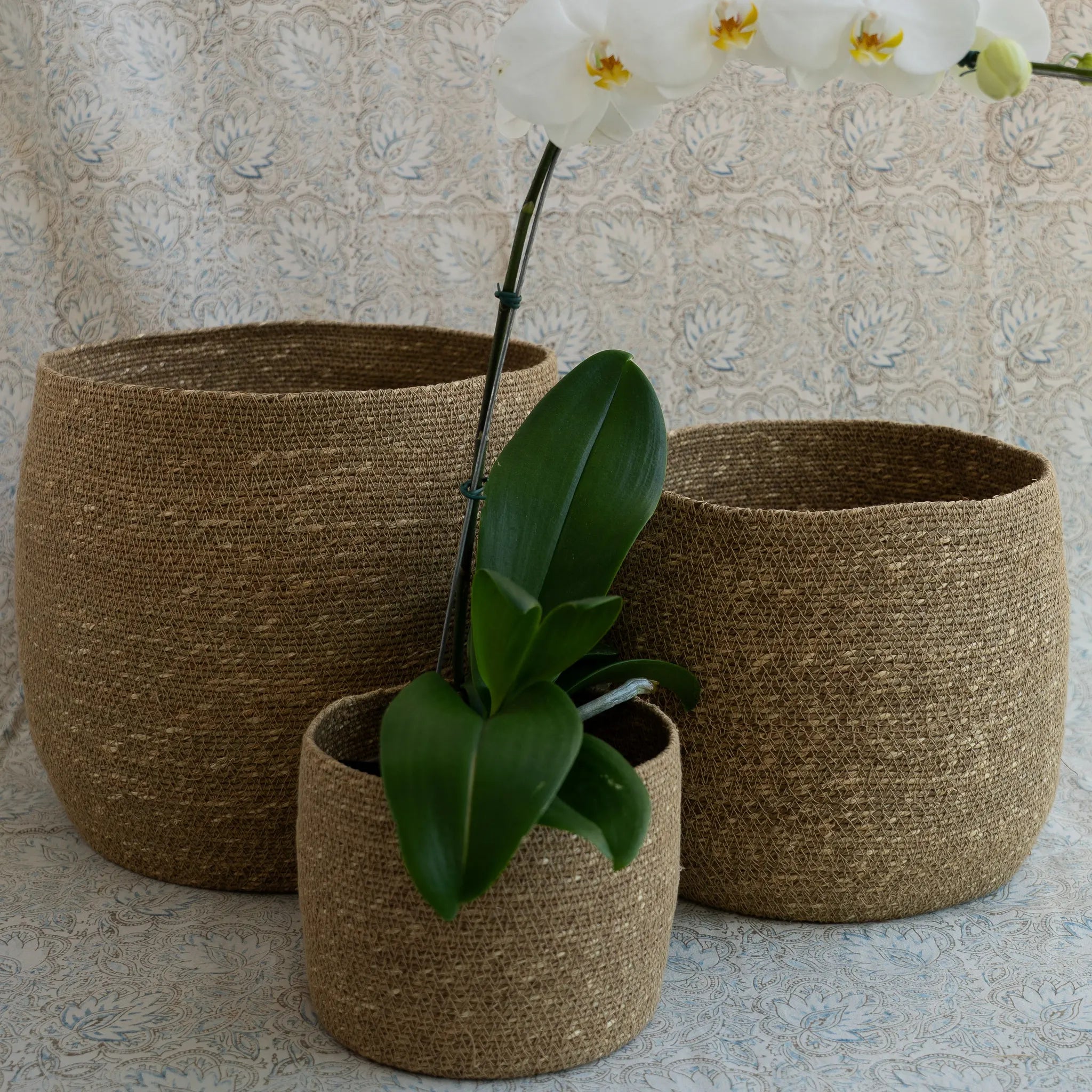 Cesto Galaxi em Seagrass