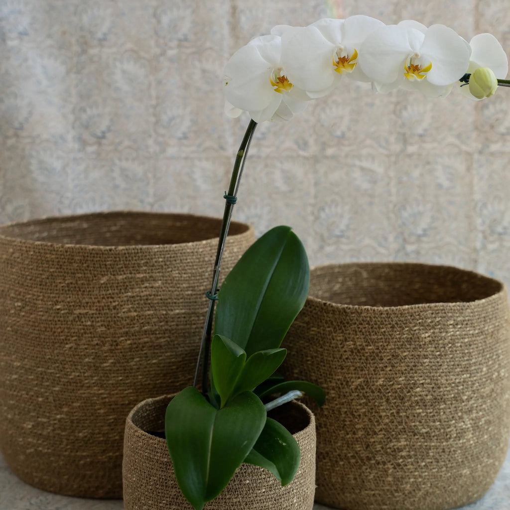 Cesto Galaxi em Seagrass
