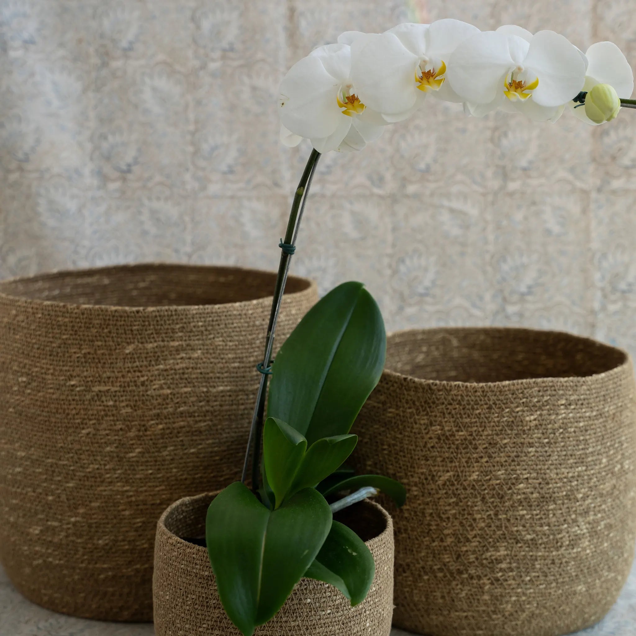 Cesto Galaxi em Seagrass